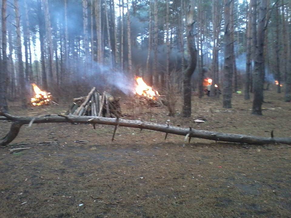 В Северном лесу Воронежа горят вырубленные сосны