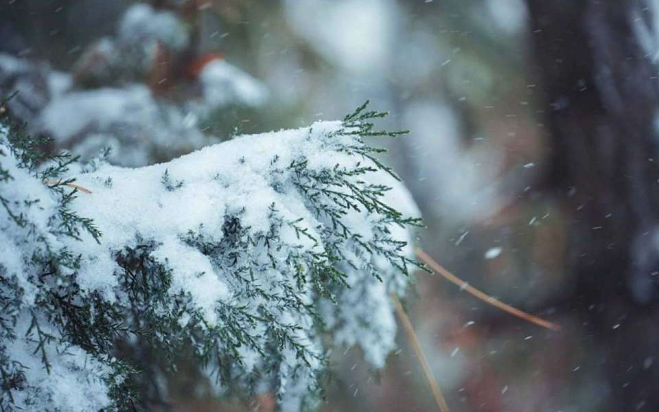 Потепление и мокрый снег ожидаются на рабочей неделе перед Новым годом в Воронежской области