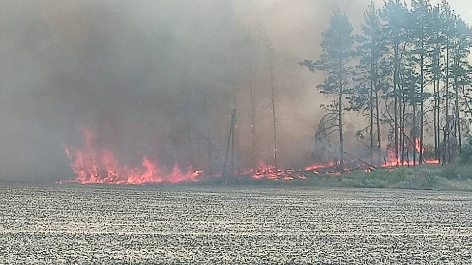 Лесной пожар остановили на границе воронежского райцентра