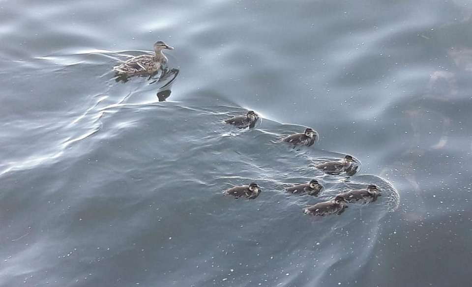 Начались проверки опасных прудов в трёх районах Воронежской области