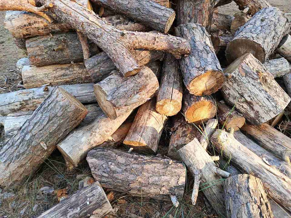 В Воронежской области рабочий получил тяжёлые травмы при падении дерева