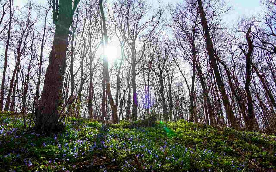 Постепенно потеплеет в первые длинные майские выходные в Воронежской области