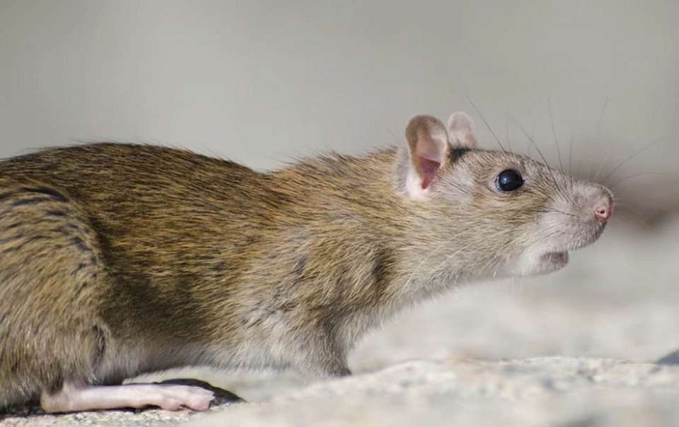 Гигантскую крысу поймали в воронежской многоэтажке