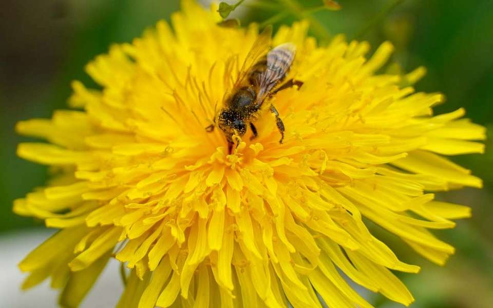 Более 3 млн рублей взыскал пасечник с научного центра за гибель 50 пчелосемей в Воронежской области