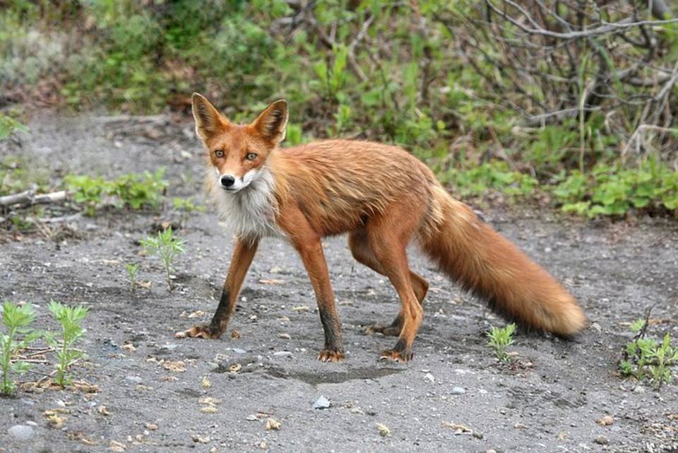 Разрешения на охоту на лис в Воронежской области разлетелись как горячие пирожки