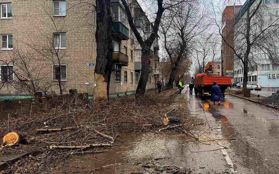 Почему вырубили деревья на улице Свободы, рассказали воронежцам