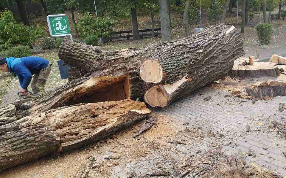 Власти объяснили вырубку деревьев в Центральном парке Воронежа