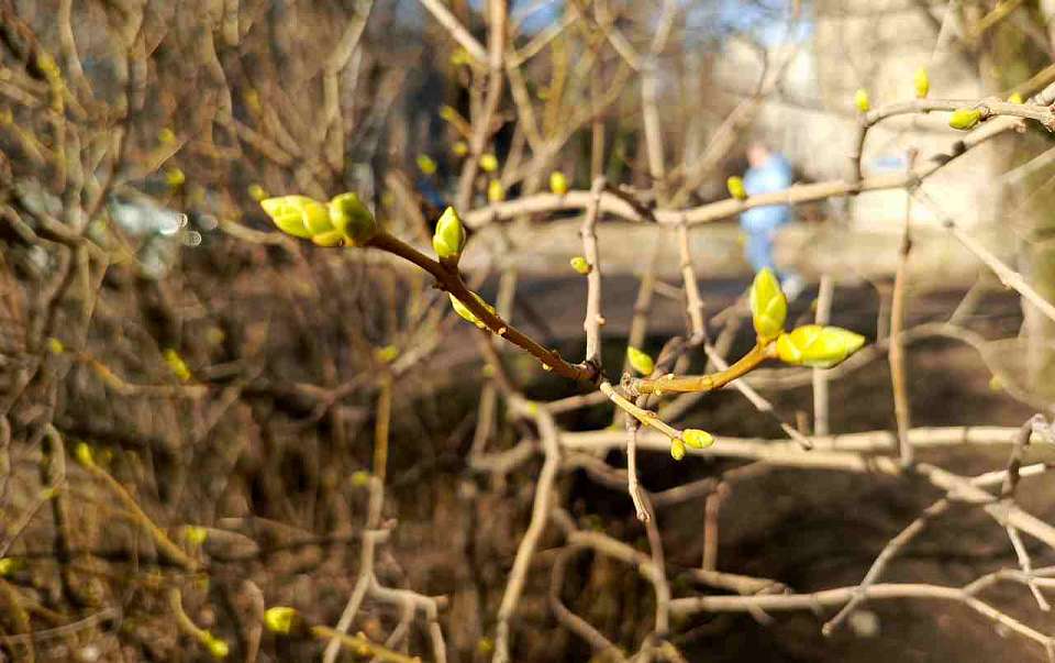 Тёплая погода ожидает Воронежскую область в последний понедельник марта