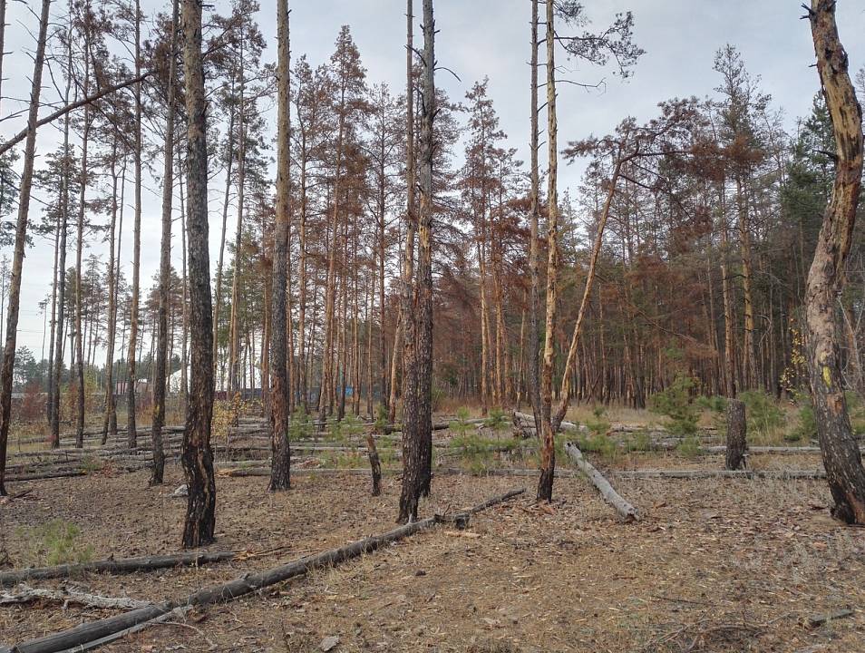 В Воронеже продается земля возле Северного леса