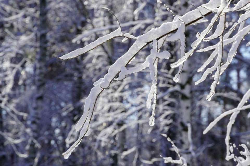 Мороз до -12 градусов ударит в Воронежской области