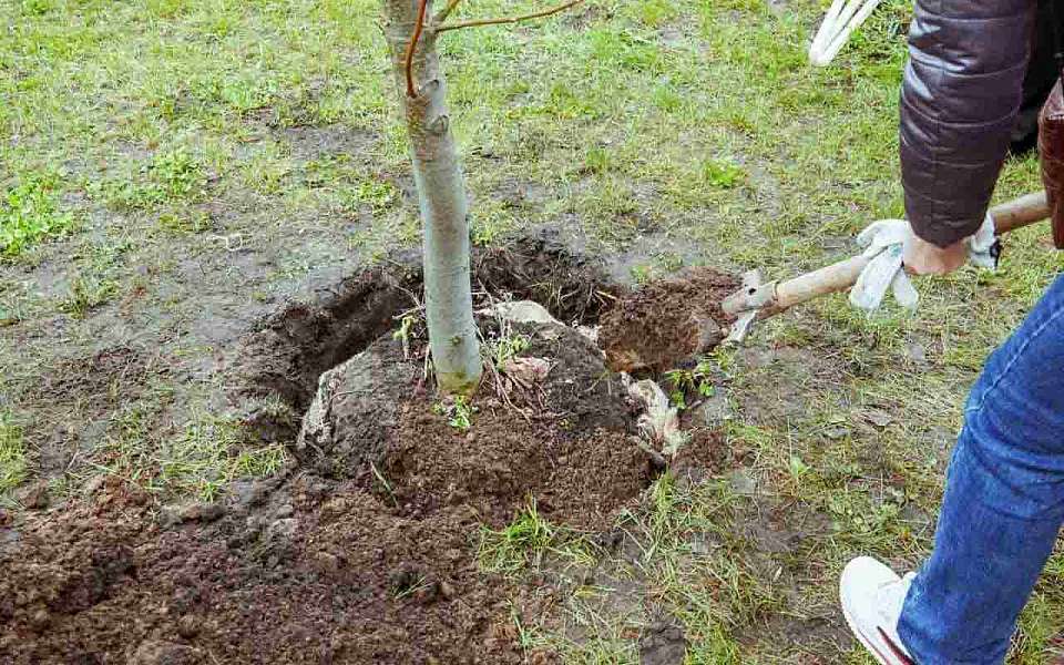 Алексей Гордеев призвал воронежцев принять участие в субботнике и акции «Родные берега»