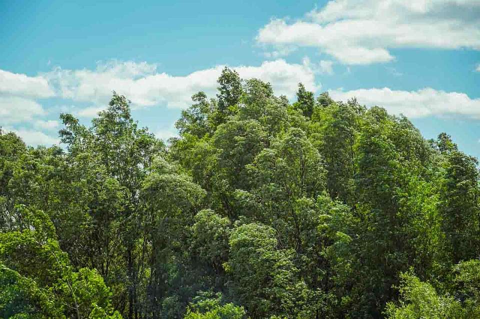В Воронеже на месте бывшей свалки высадили 120 елей и 120 кустов терна