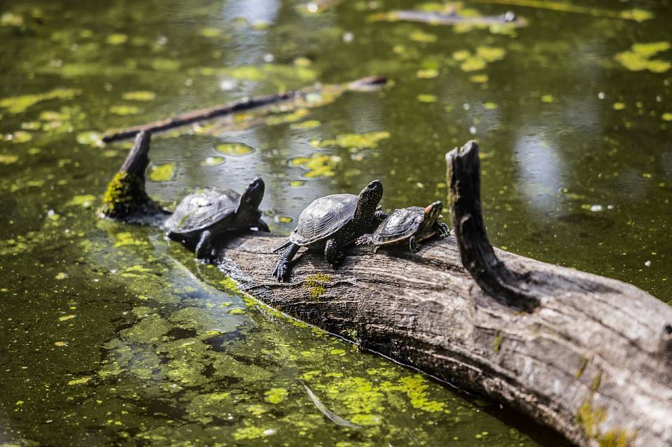 Генпрокуратура занялась массовой гибелью черепах в озере в Воронежской области