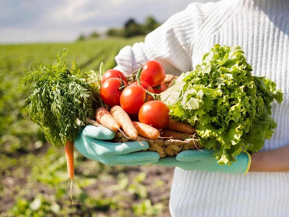 Впервые третьей в РФ по производству сельхозпродукции стала Воронежская область