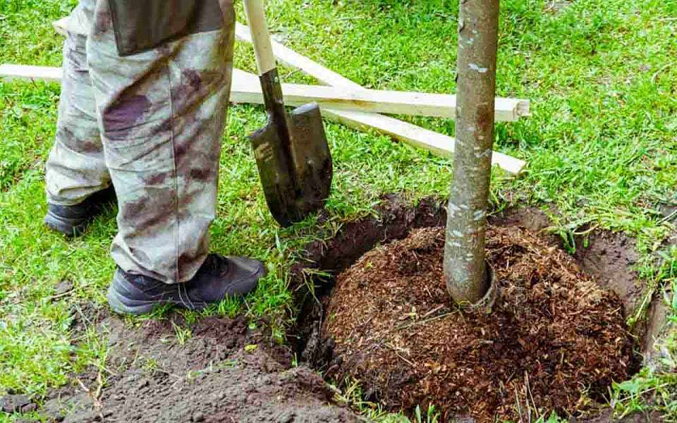 На улицах Воронежа посадят сотни деревьев