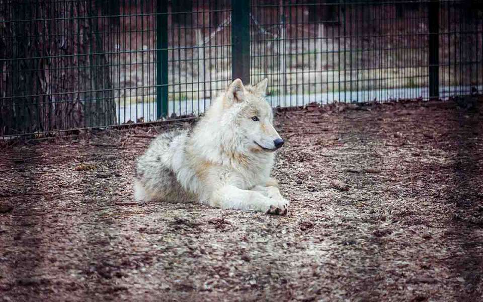 Какая погода ожидает воронежцев во вторник, 21 января