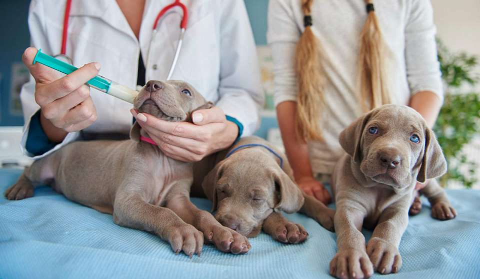 Воронежский Россельхознадзор призвал заблокировать 205 сайтов, продающих ветеринарный контрафакт