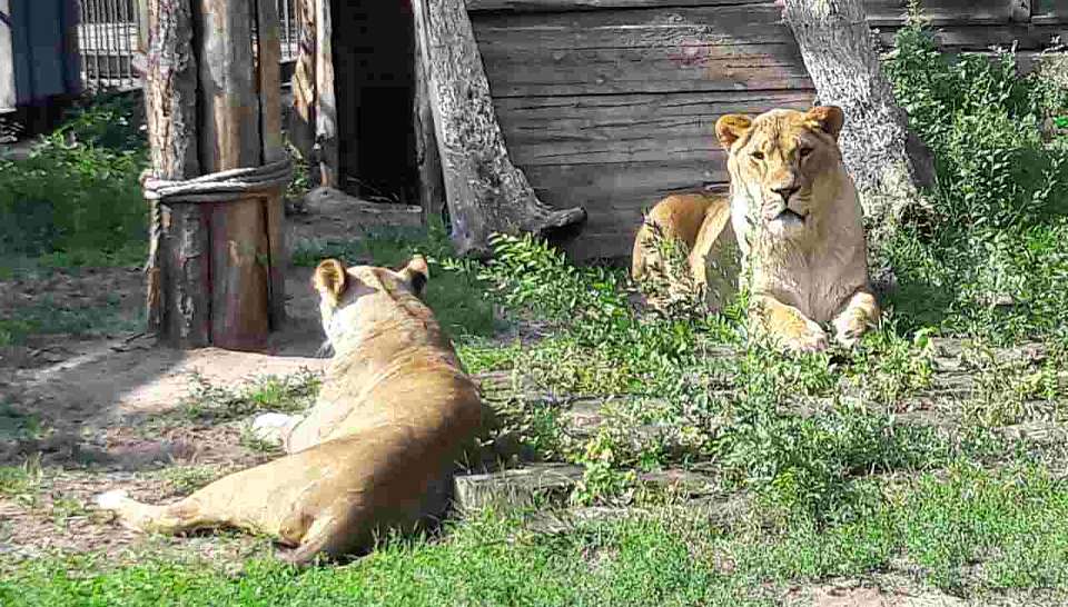 Животные живыми голосами «заговорят» в Воронежском зоопарке