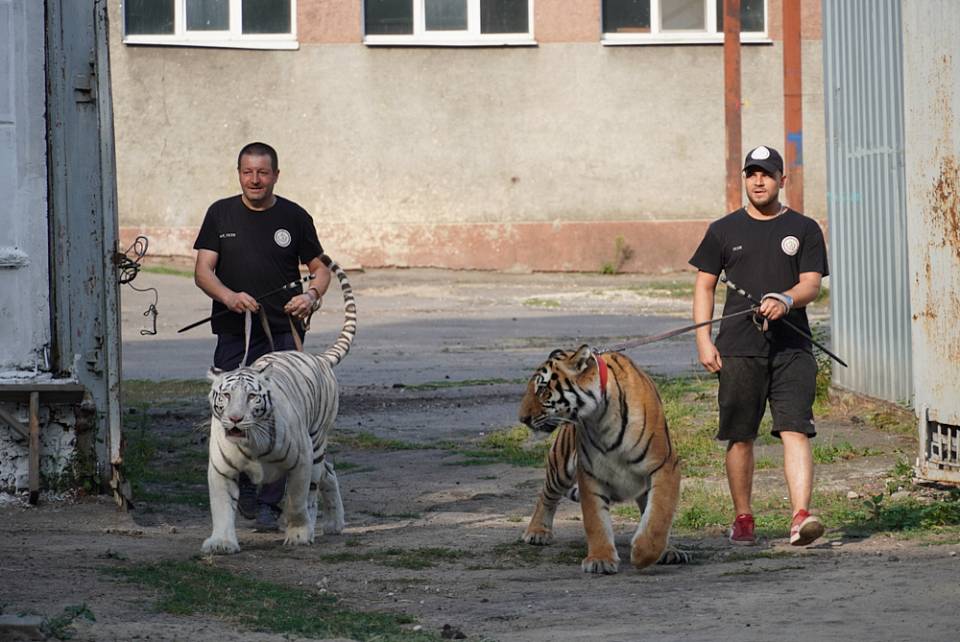 Воронежцы увидели вечернюю прогулку тигров в центре города