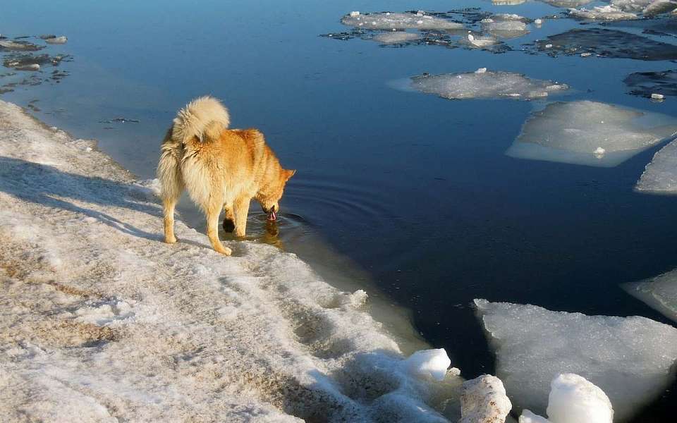 Резкое потепление и порывистый ветер накроют Воронежскую область