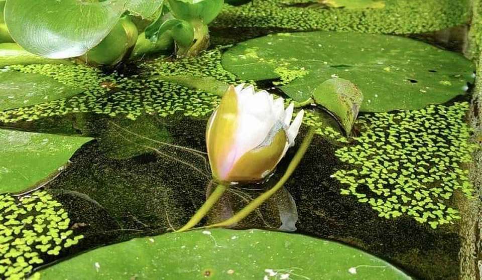 Кувшинки расцвели в Воронеже в октябре