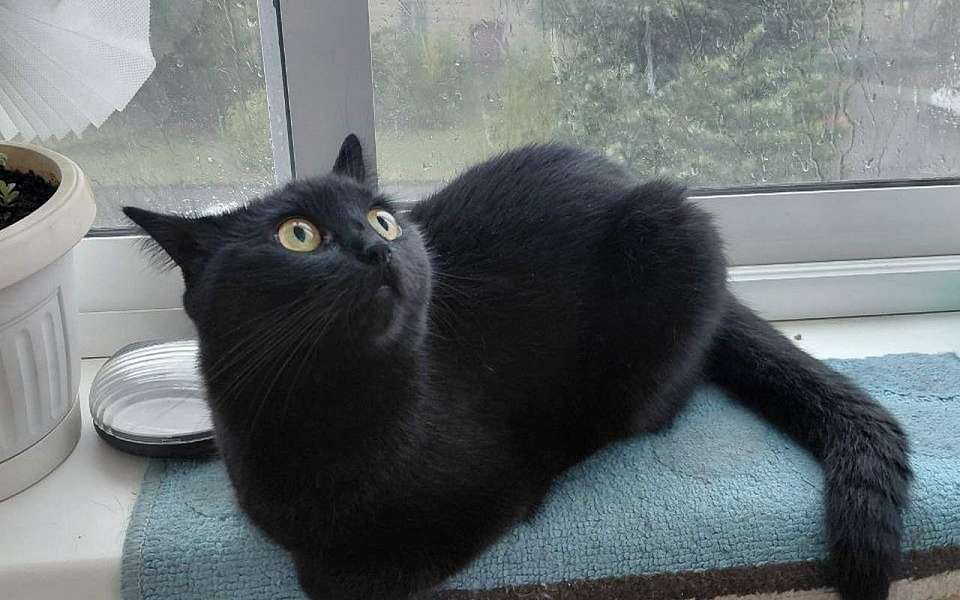 Четыре погодных удара придутся 24 сентября на Воронежскую область
