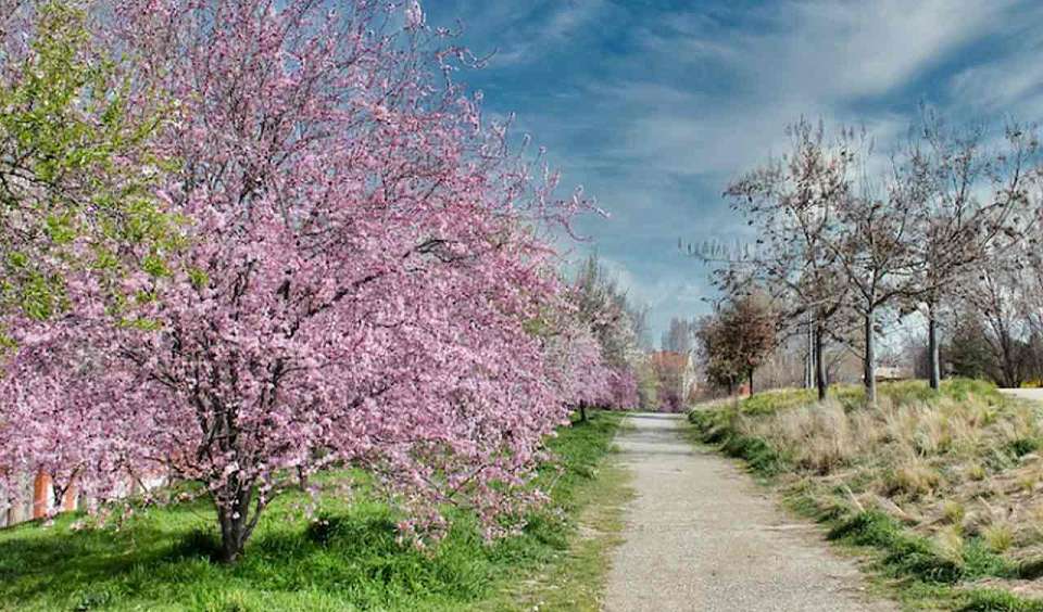 За 1 млрд рублей в Воронежской области будут созданы вишневые и ягодные сады