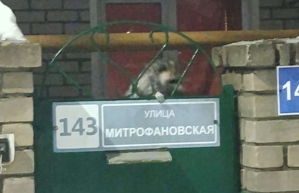 На улице Воронежа обнаружили напуганного маленького енота