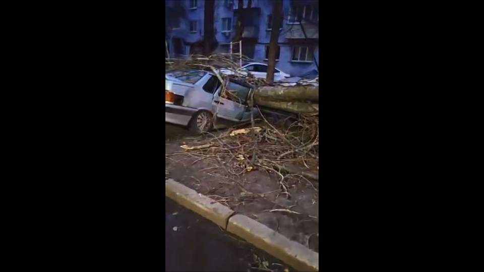 В Воронеже рухнувшее от сильного ветра дерево смяло сразу два автомобиля  