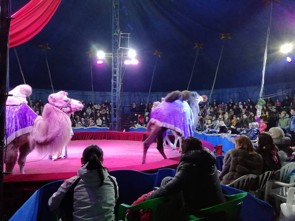 В Коминтерновском районе прошла благотворительная  цирковая программа
