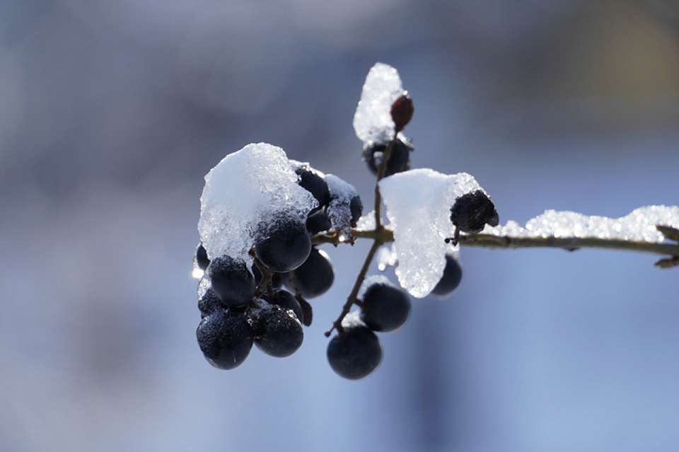 В Воронежской области сегодня ночью ожидается до 3 градусов мороза