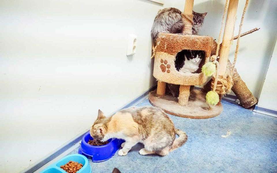 Бесконтрольное размножение животных в городских квартирах стало большой проблемой