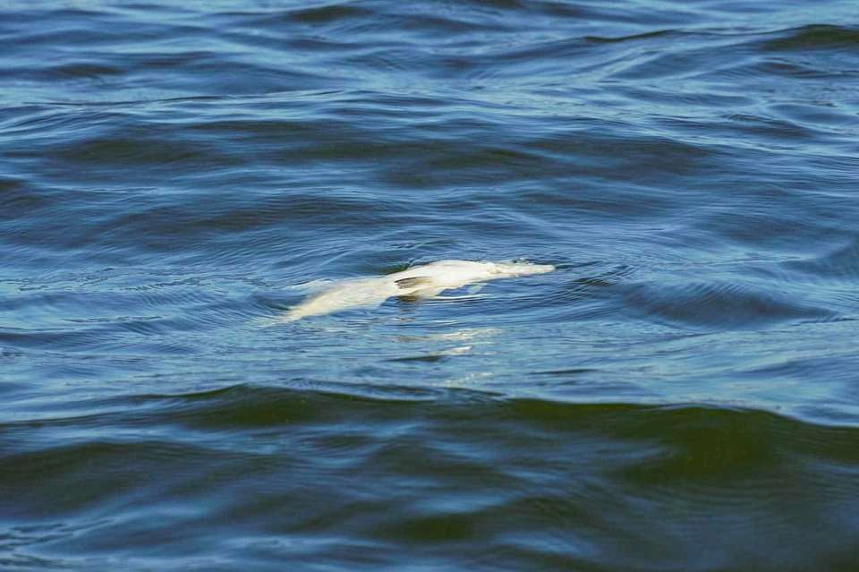 Прокуратура потребовала от властей решить проблему воронежского водохранилища