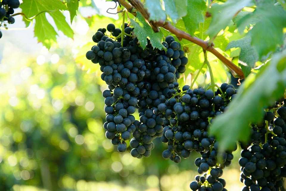 Виноделие будут развивать и поддерживать в Воронежской области