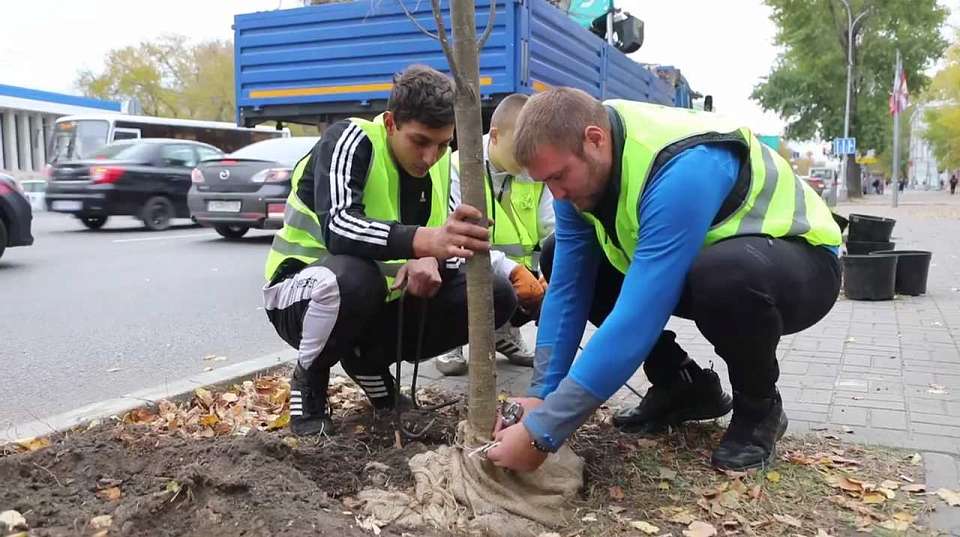 В Воронеже продолжается высадка новых деревьев