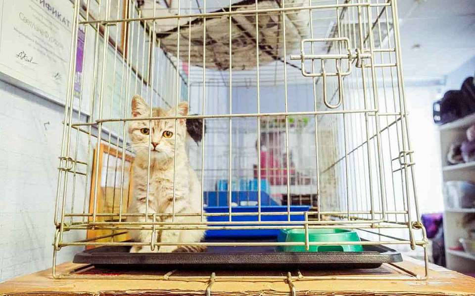 За год 295 домашних животных выезжали за границу с воронежскими хозяевами