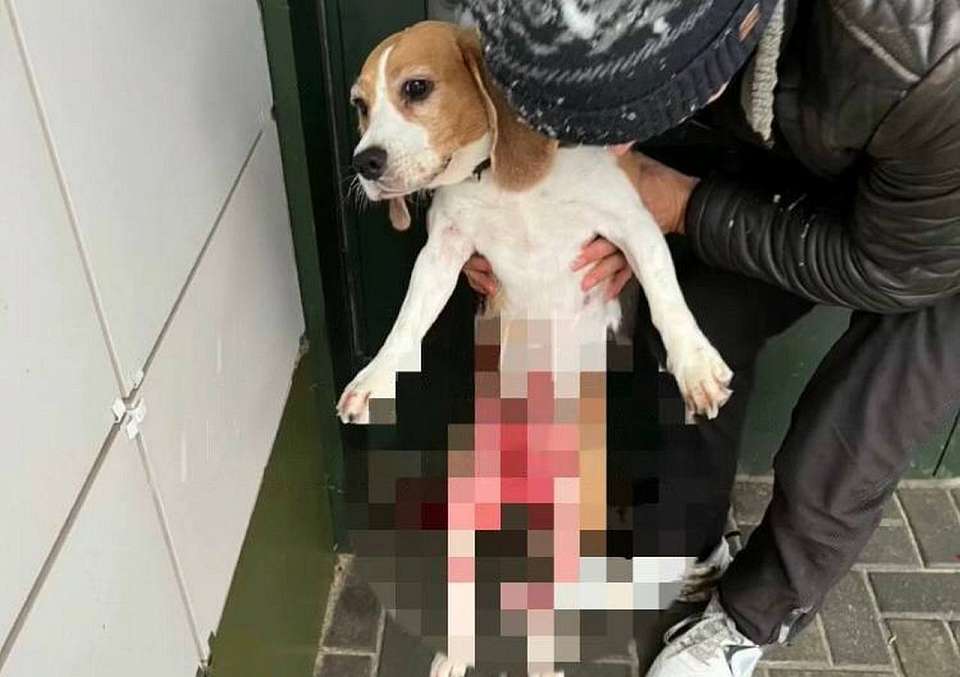 На домашнюю собаку в воронежском ЖК набросилась стая бездомных псов