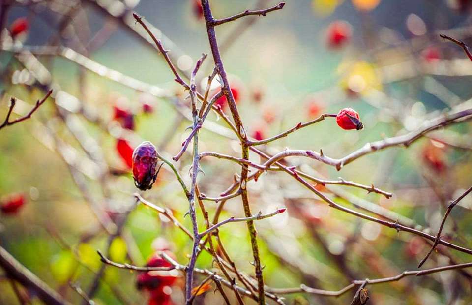 До 0 градусов опустится температура воздуха в Воронежской области