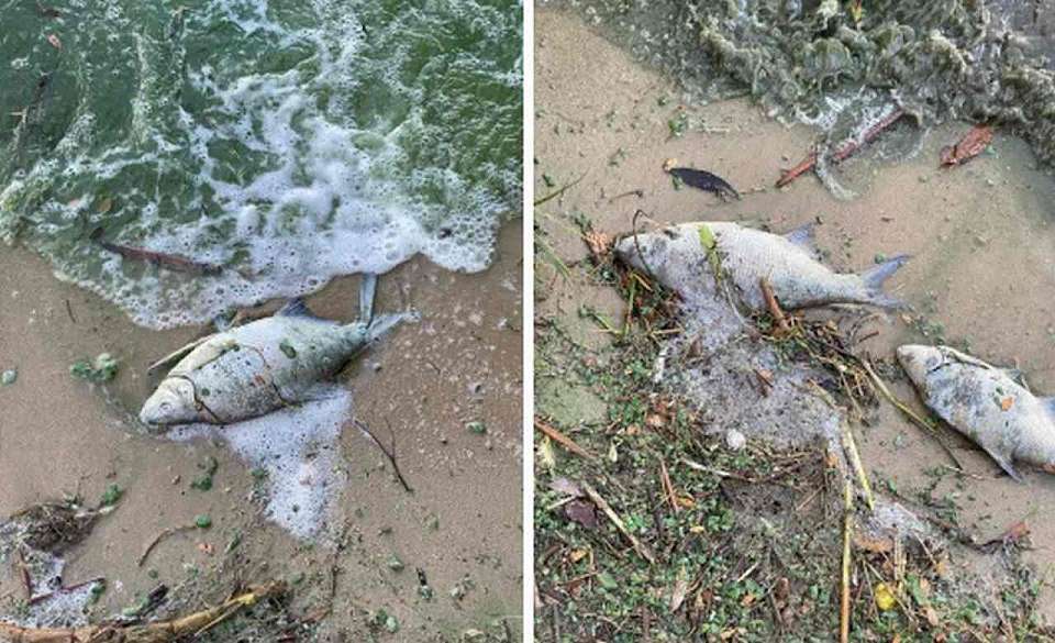 Мёртвую рыбу заметили в Воронежском водохранилище