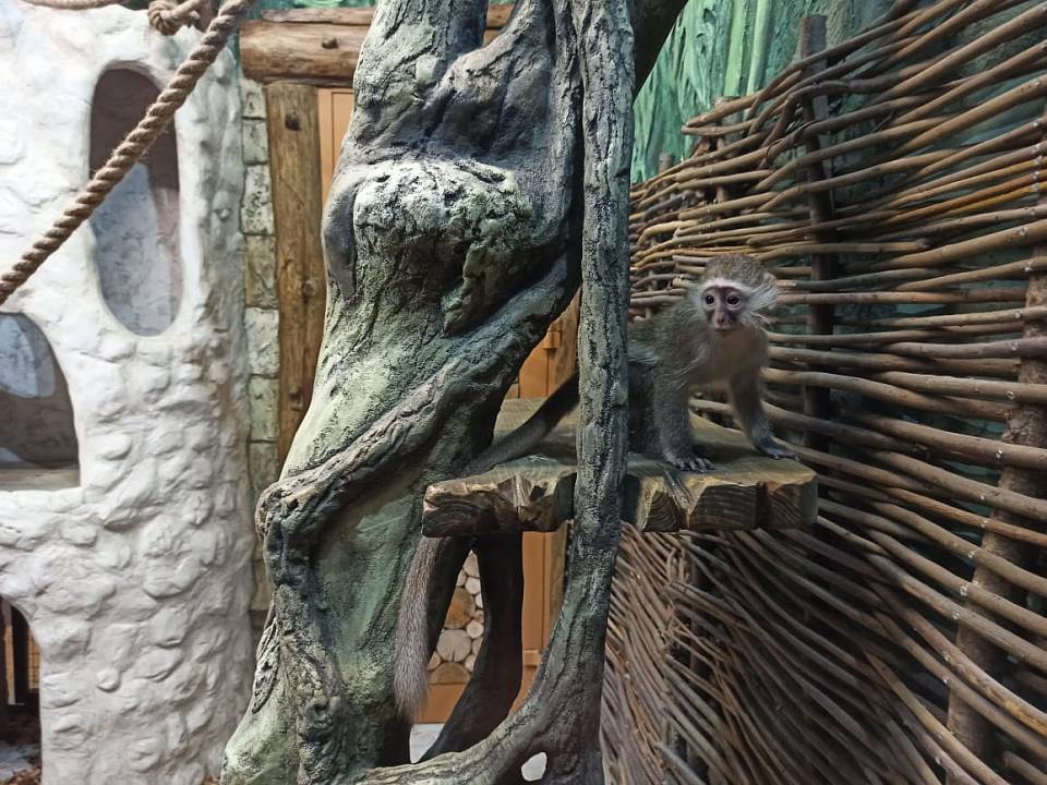 В воронежском зоопарке появились настоящие джунгли из «Затерянного мира»