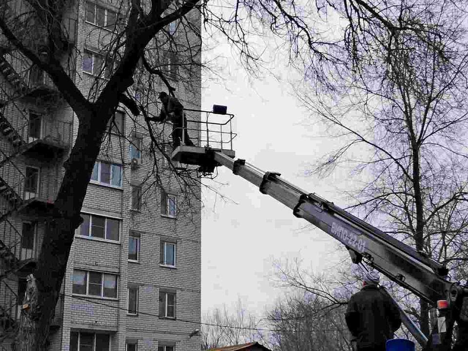 На Советской площади в Воронеже проведут санитарную обрезку деревьев