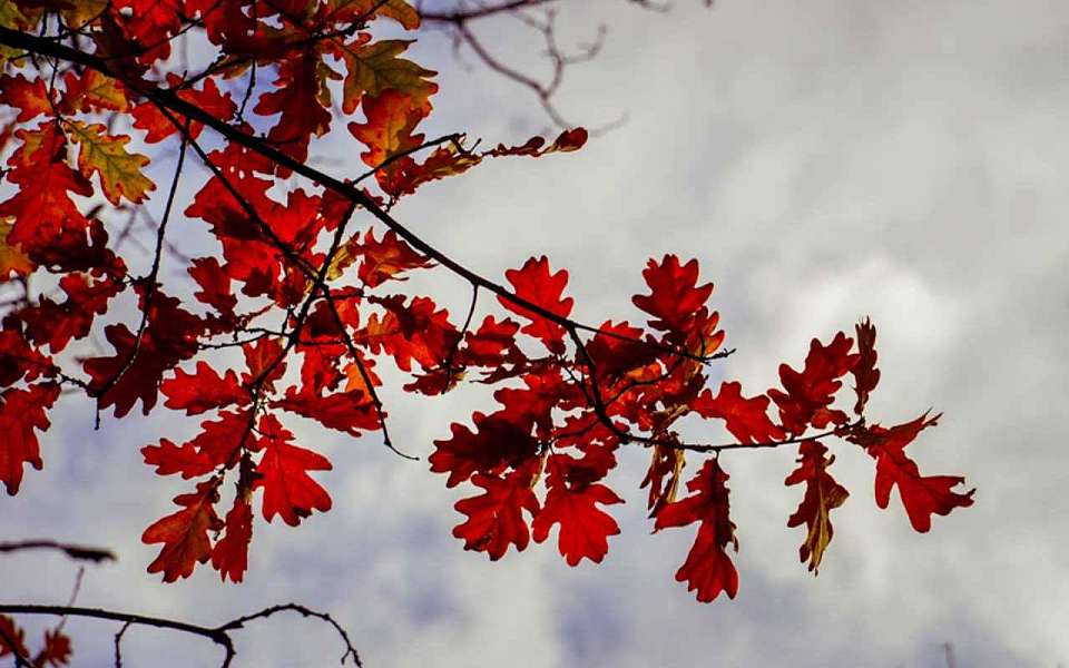 Какой будет погода во вторник, 30 сентября, рассказали воронежские синоптики