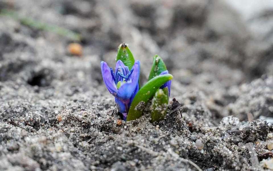 Заморозки до -1 градуса ударят 20 апреля в Воронежской области