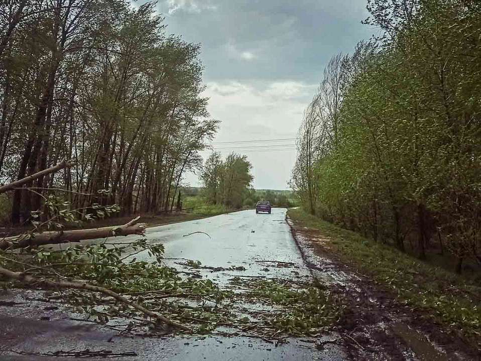 В Воронеже штормовой ветер повалил уже 10 деревьев