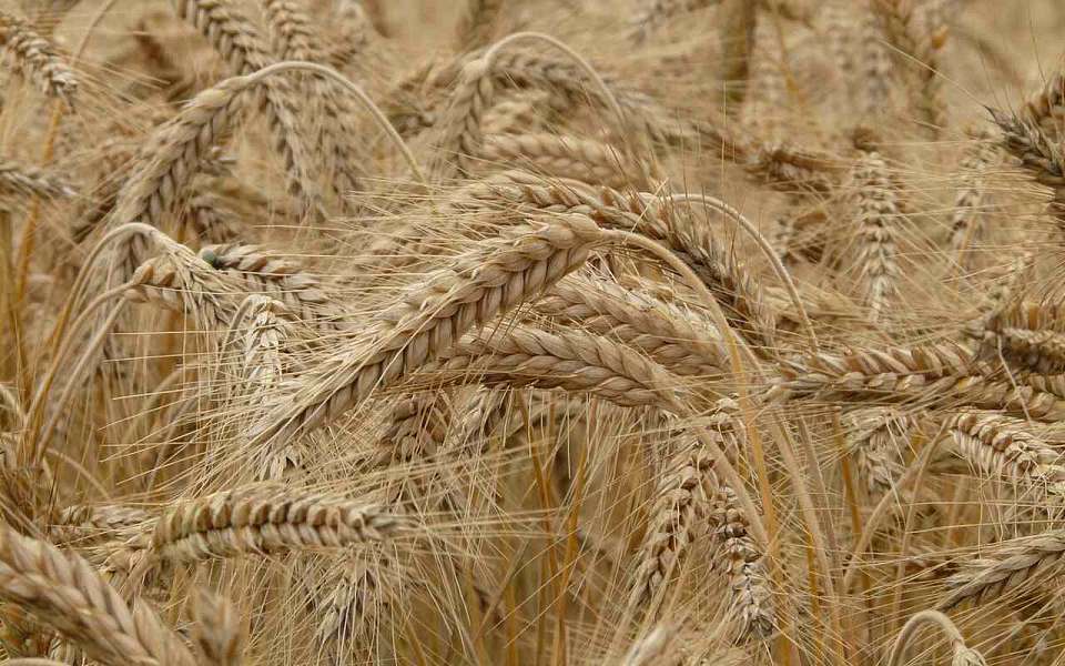 Элеваторный комплекс выставили на продажу за 550 млн рублей под Воронежем