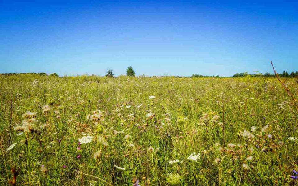 На рабочей неделе 33-градусная жара вернется в Воронежскую область