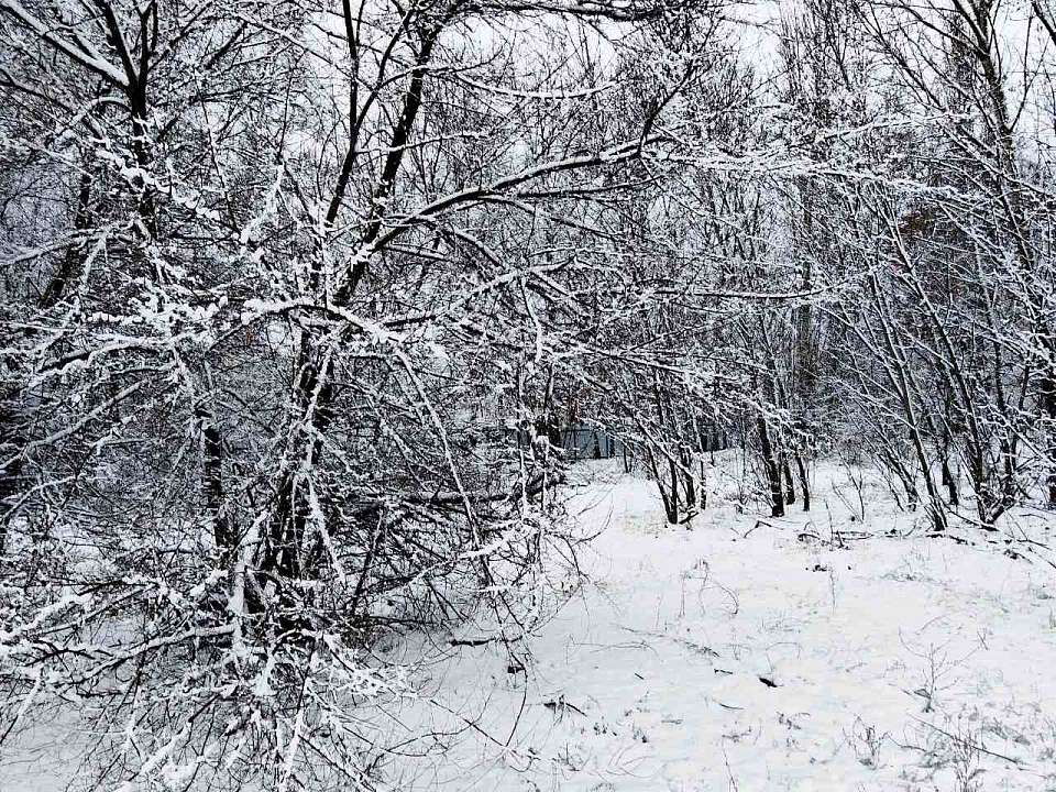 Туман и мокрый снег ожидаются днем в Воронеже 12 декабря