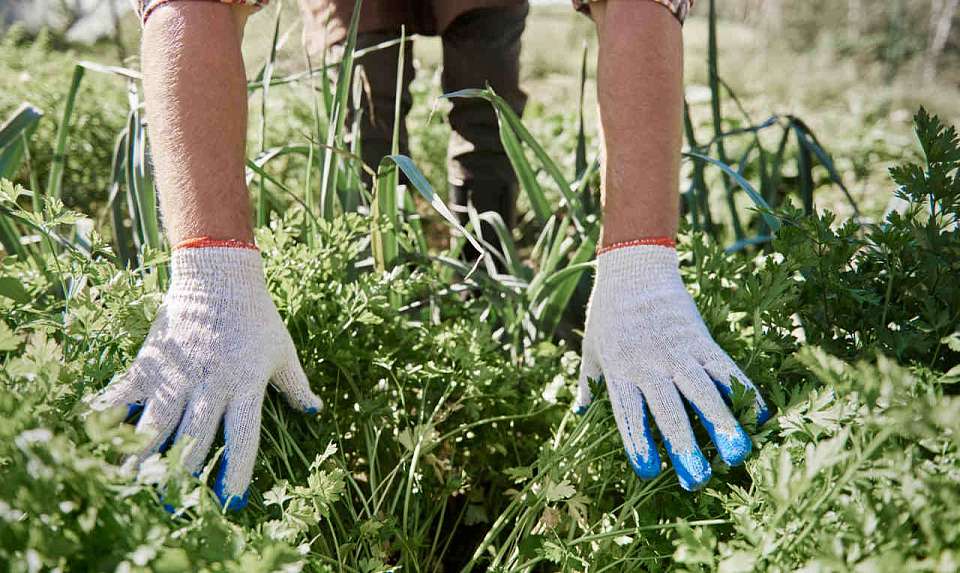 Сотрудники Россельхознадзора выявили в Воронежской области 306 карантинных объектов