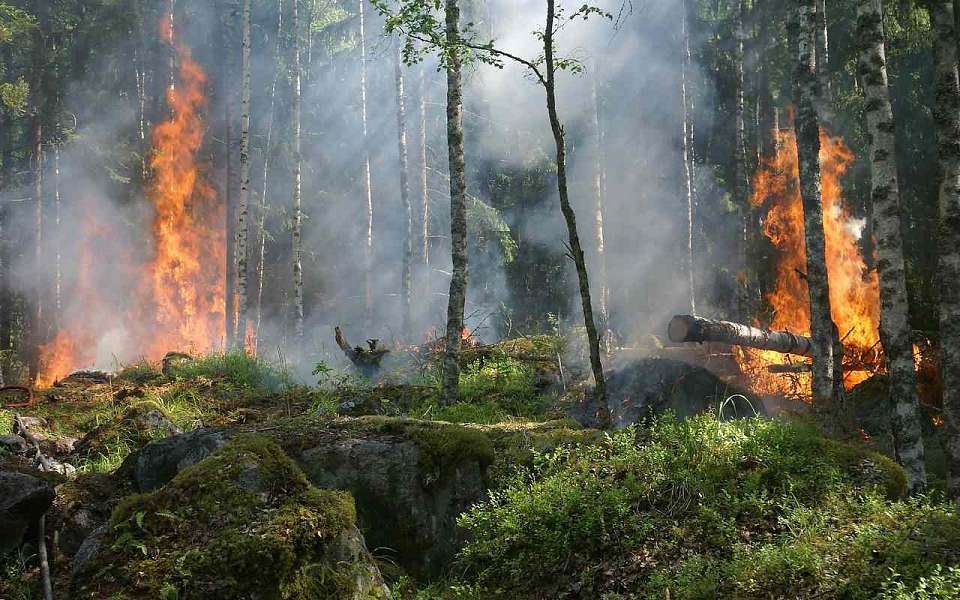 До 7 увеличилось число районов с V классом пожарной опасности в Воронежской области